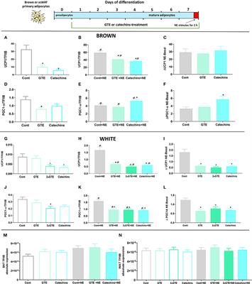 On the Validity of Adipogenic Cell Lines as Model Systems for Browning Processes: In Authentic Brown, Brite/Beige, and White Preadipocytes, There is No Cell-Autonomous Thermogenic Recruitment by Green Tea Compounds